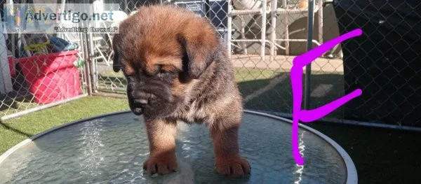 Frenchies and Cane Corso puppies