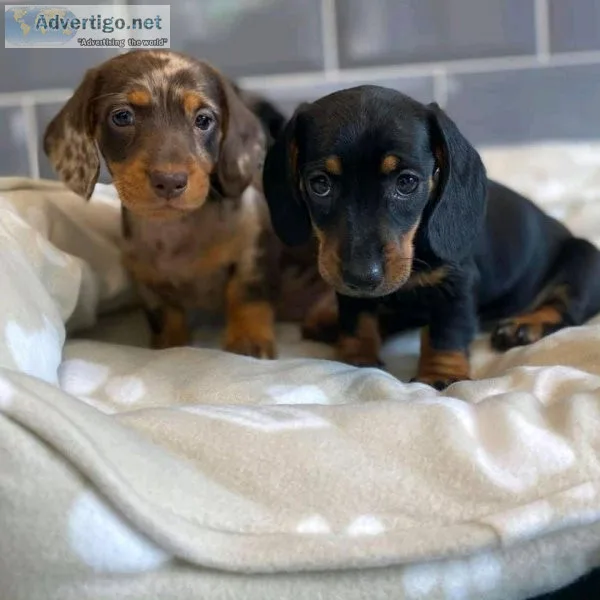 Loving and caring homes needed