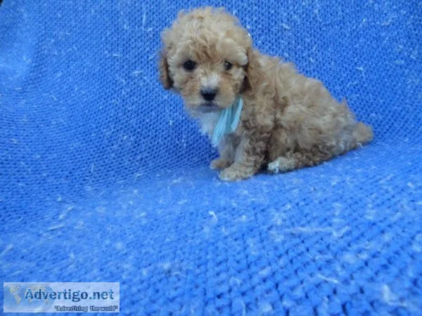 Toy Poodle Puppies