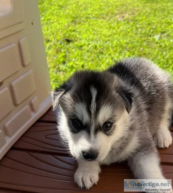 AXE Siberian Husky