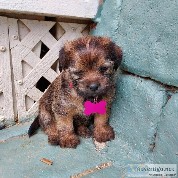 SHIH TZU CHIHUAHUA PUPPIES