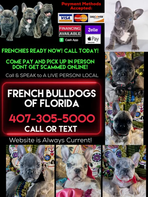 French Bulldogs for Sale Orlando