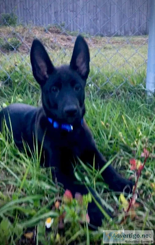 Black Malinois  Dutch shepherd