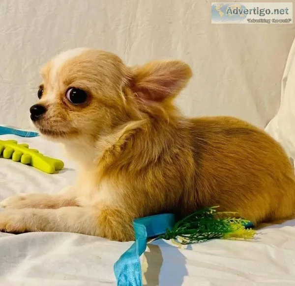 Sweet chihuahua rehoming