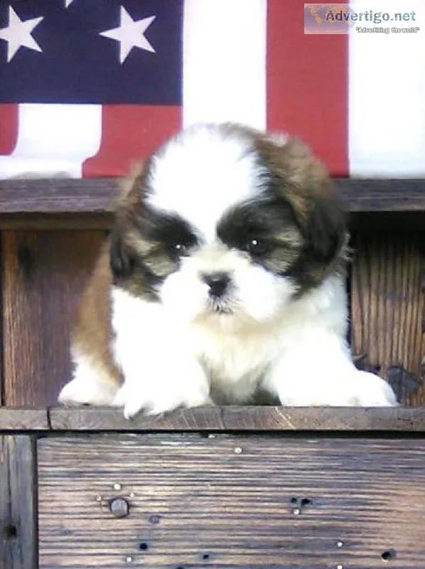Dakota Shih tzu