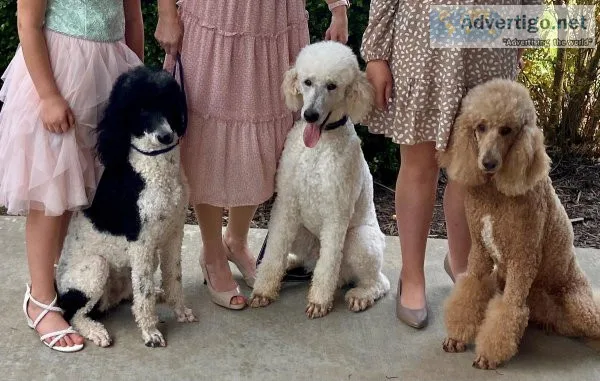 AKC Standard Poodle