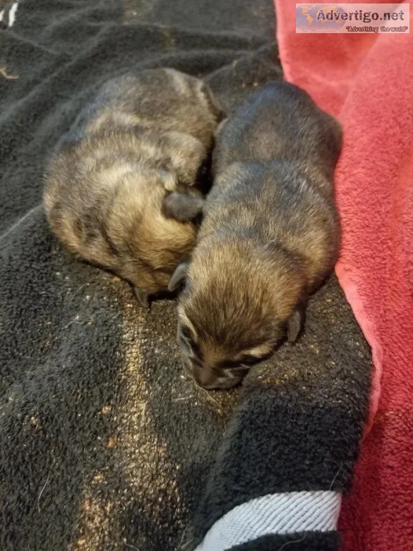 German Shepherd Puppies