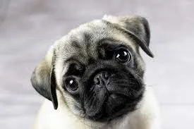 PUG7300930479