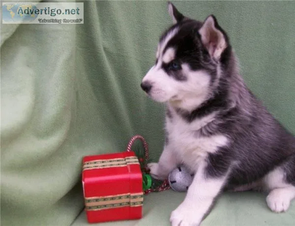 Siberian Husky puppies need rehoming