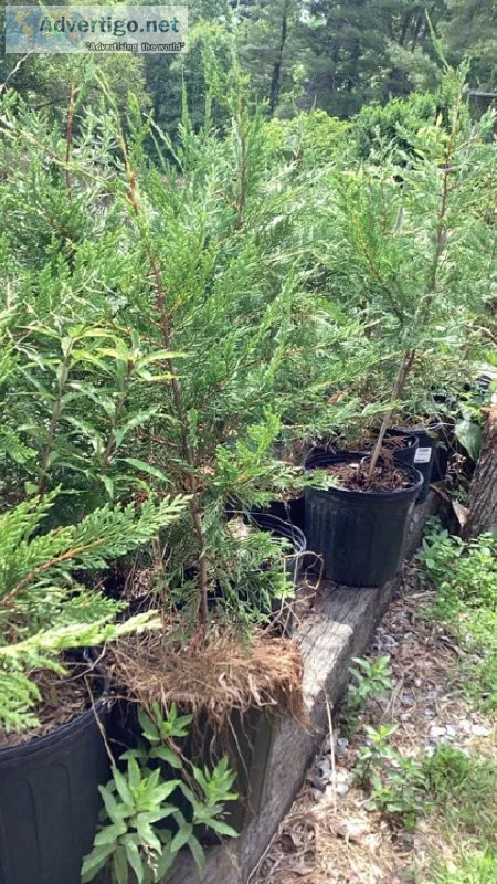 Leyland cypress