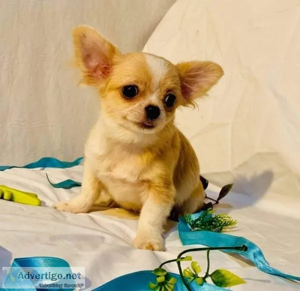 adorable chihuahua