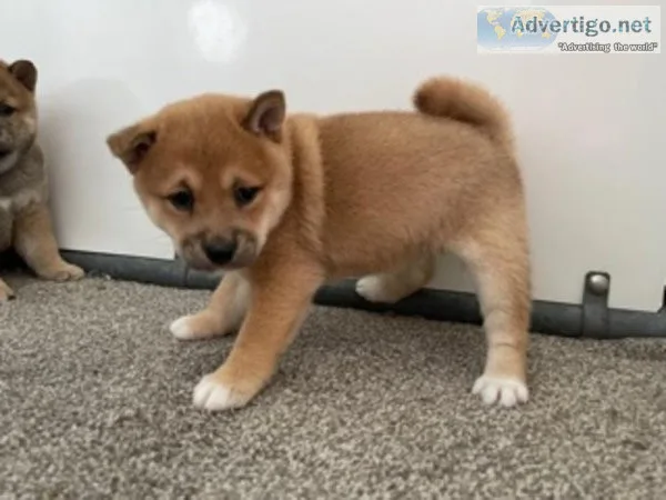 Iris Shiba Inu