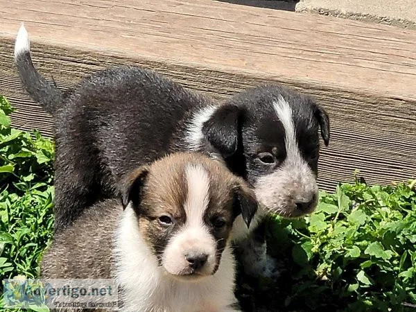 Puppies for sale