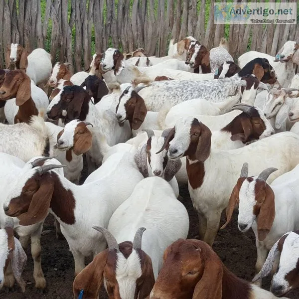 goats and sheeps for sale