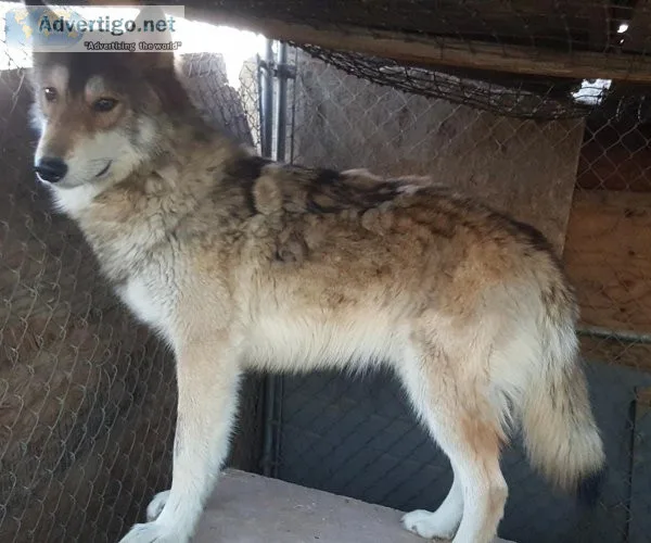 Wolf Hybrid Pups 500