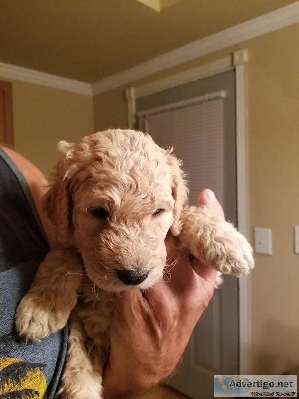 Goldendoodle