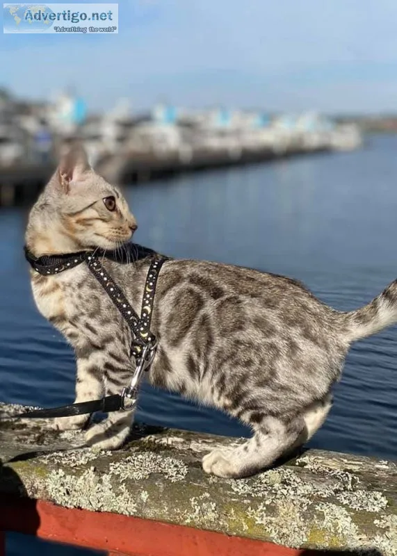 Bengal kittens - cfa, tica