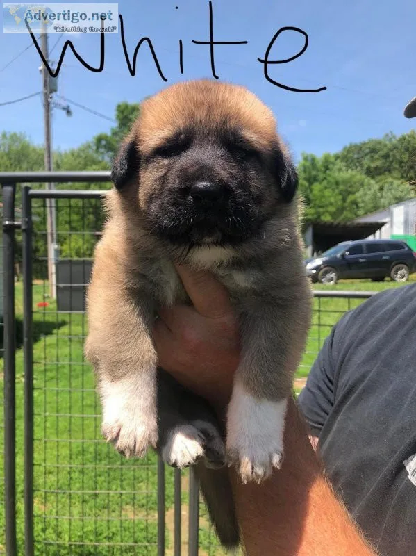 Germanese pups