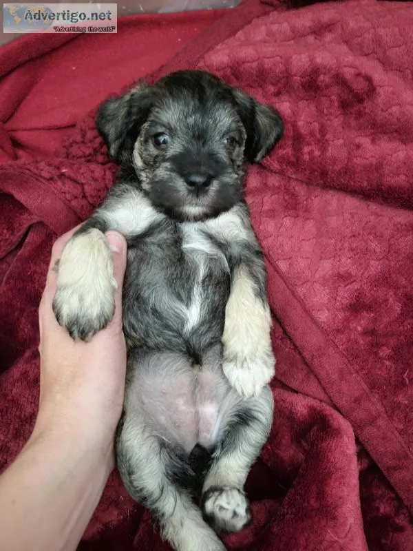 Mini Schnauzer Female