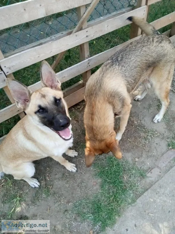 German Shepherds