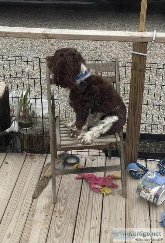 Cocker Spaniel