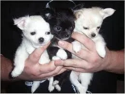 Chihuahua puppies for rehoming