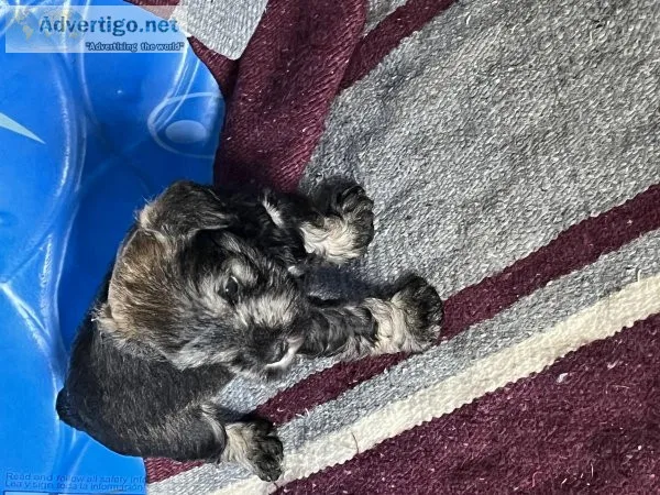 Miniature schnauzer puppies