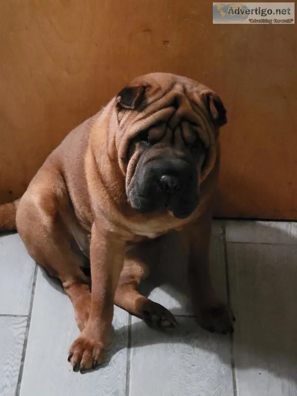 Shar pei  puppies male