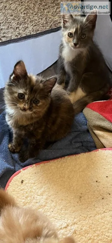 Free kittens to good home liter trained and eating solids