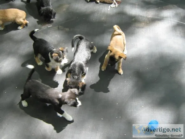 poodle mix small puppies
