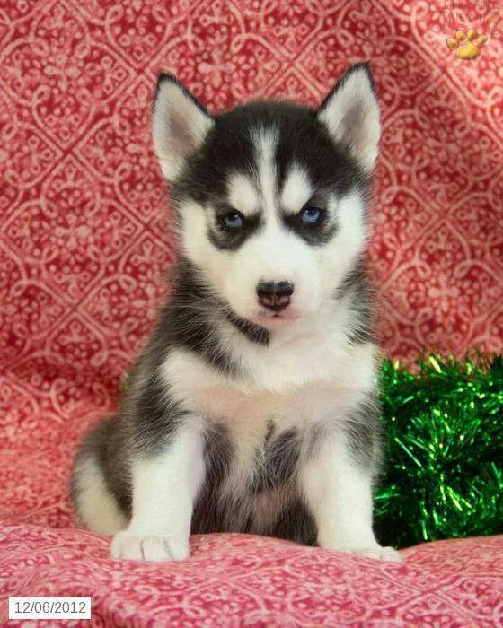 SIBERIAN HUSKY7300930479