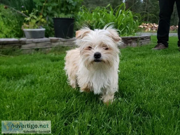 Yorkie-chihuahua female 8 months old