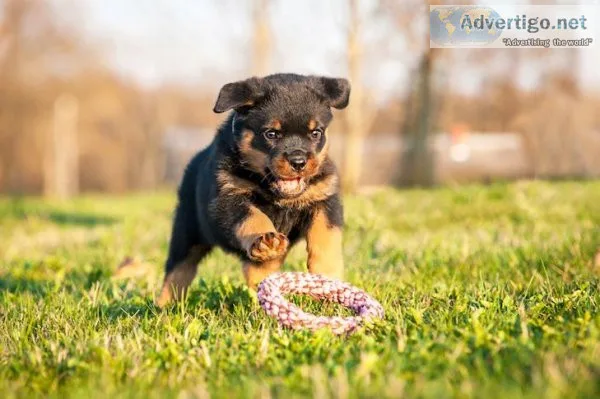 ROTTWEILER