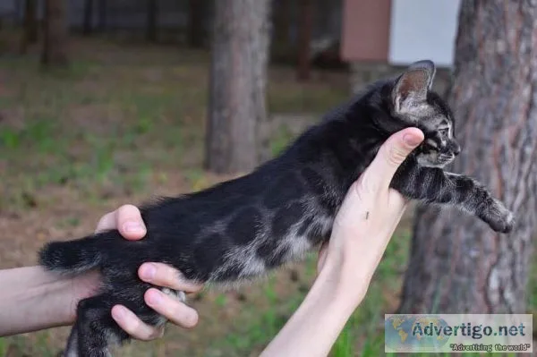 Bengal kittens - cfa, tica
