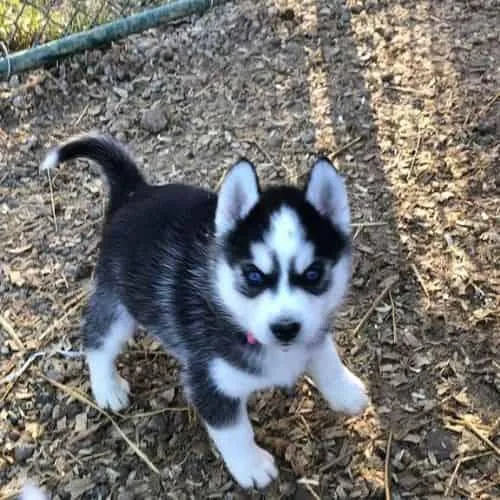 Siberian  huskies  for  sale