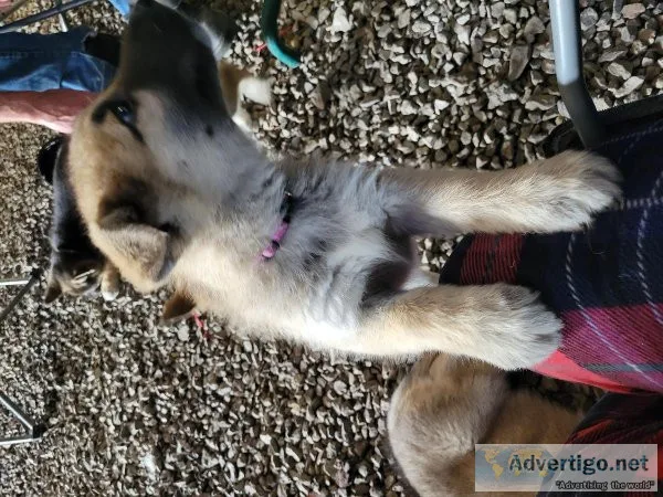 Shepsky puppies