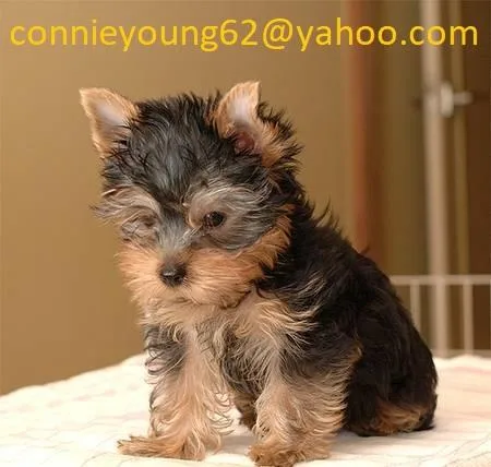 fairy puppy yorkie