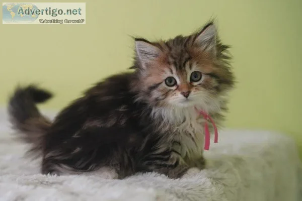 Siberian Cats for Adoption Near USA