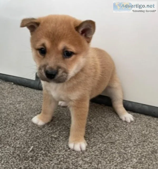 Panzy shiba inu