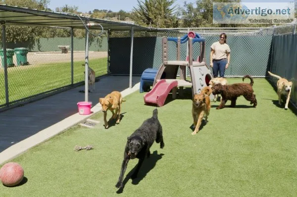 Affordable Dog Daycare services in JBLM