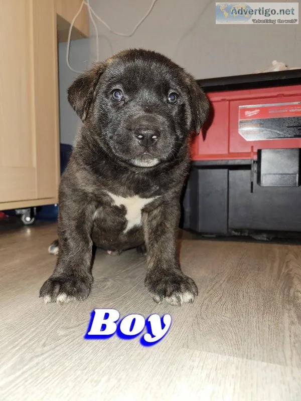 Rehoming puppies asap