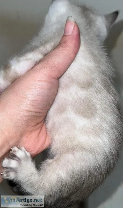 UK Bengal kittens