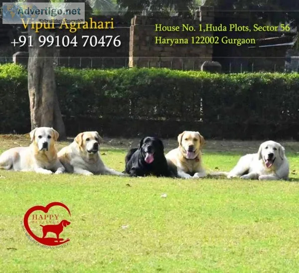 NCR Best Dog Boarding Service Noida By Happy Pettings