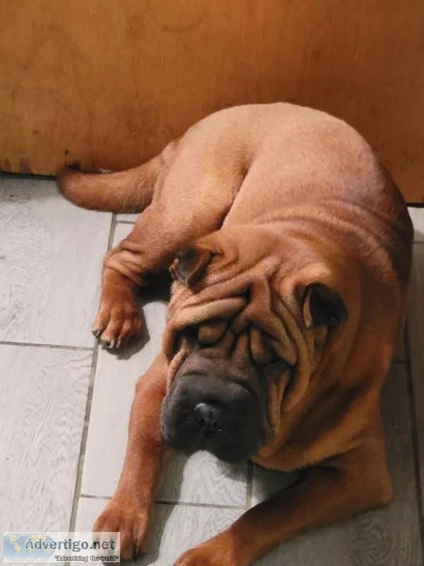 Shar pei puppy male