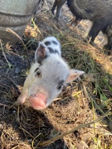 Mini Pigs