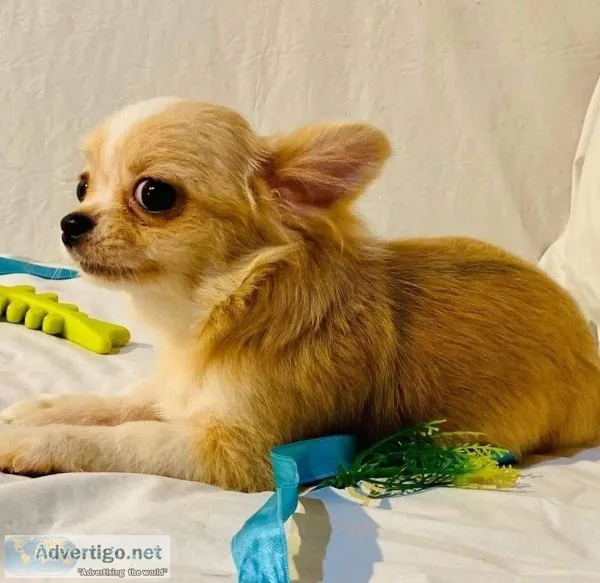 Sweet chihuahua rehoming