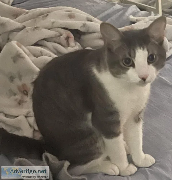 Beautiful playful cat