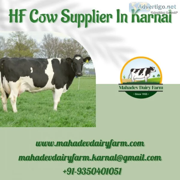 HF Cow Supplier In Karnal  Mahadev Dairy Farm