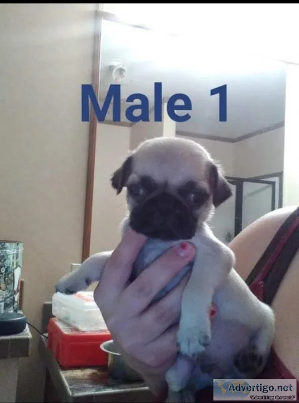 Pug puppies