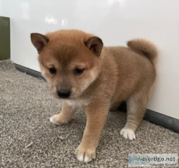 Petunia Shiba Inu